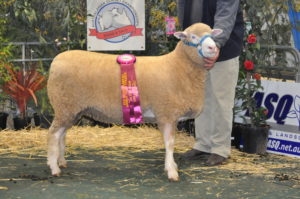 Serena did it again. Champion Ewe at the Australasian Dorset Championships in Bendigo 2016